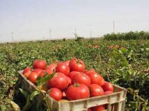 پیش بینی برداشت ۸۰۰ تن گوجه فرنگی در شهرستان دره شهر